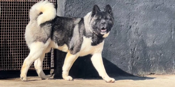 مجموعه رویال پت آکیتا