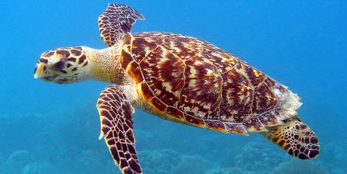 لاکپشت های دریایی خلیج فارس