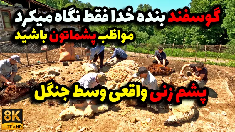 پشمزنی واقعی گوسفندان وسط جنگلهای کلاردشت | تجربهای نادر و بومی