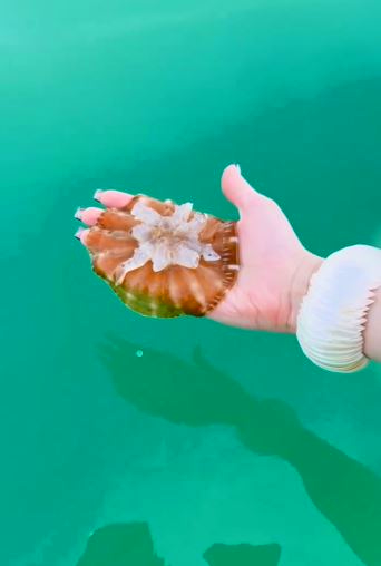 ژل فیش دریایی چیست؟ بررسی ویژگی‌ها و خطرات این موجود دریایی مرموز 🌊🌟