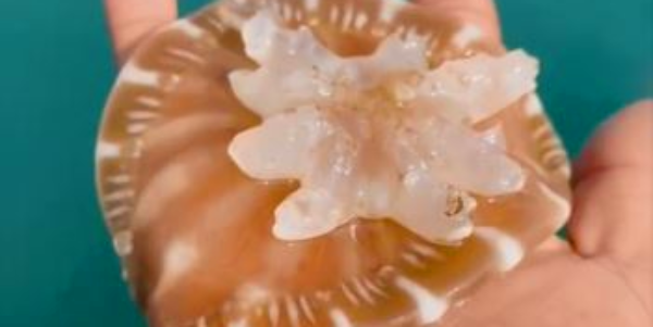 ژل فیش دریایی چیست؟ بررسی ویژگی‌ها و خطرات این موجود دریایی مرموز 🌊🌟