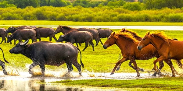 پارک ملی بوجاق کیاشهر